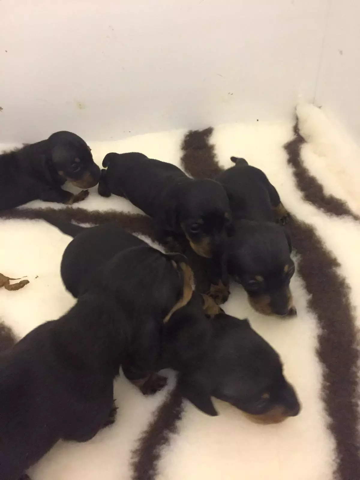 The dog was recovering from a C-section when thieves took her and her pups (