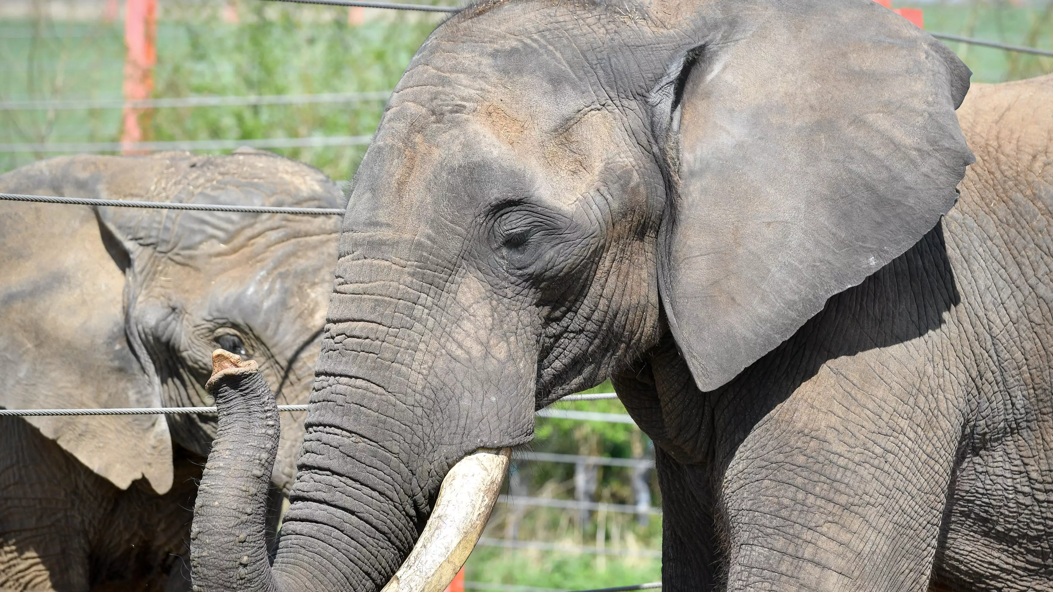 UK Takes Important Step Towards Ivory Ban 