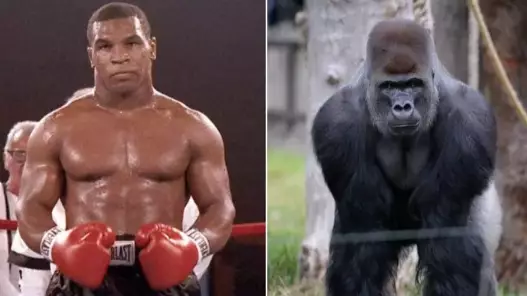 Mike Tyson Wanted To Fight A Silverback Gorilla For $10,000