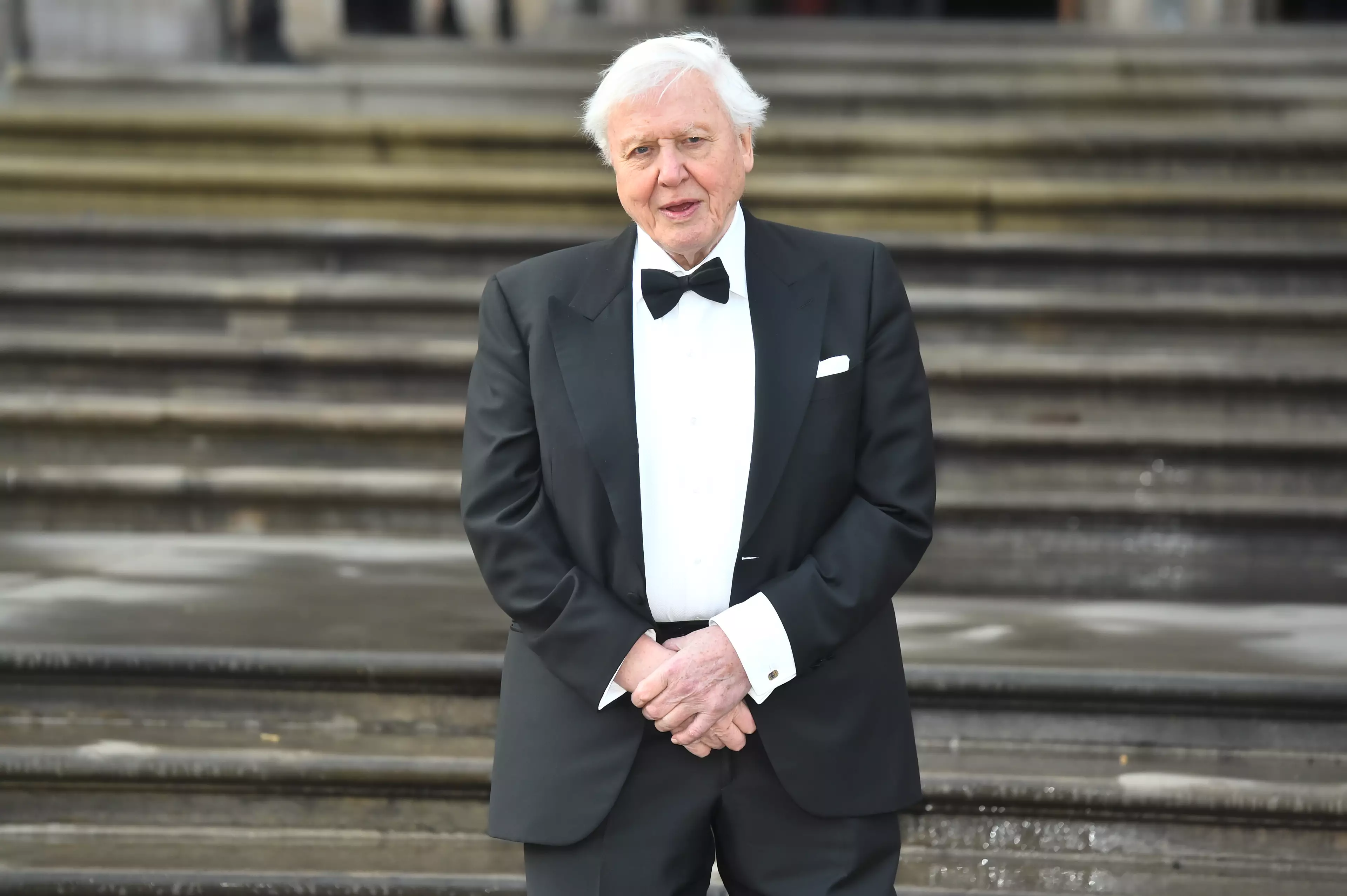 Sir David's new show will look at the use of colour within the animal kingdom.