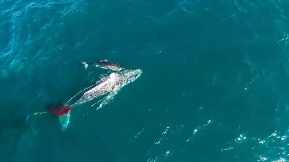 Great White Shark Filmed Attacking And Drowning Humpback Whale