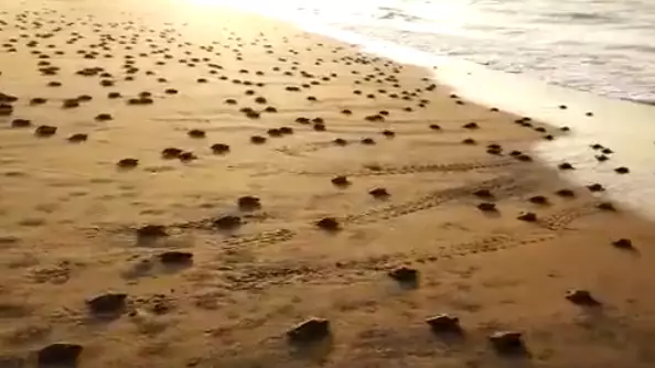 More Than 20 Million Baby Turtles Crawl To The Sea For First Time