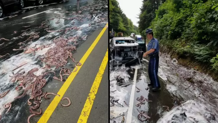 Truck Carrying 13 Containers Of Eels Tipped Over - This Is The Stuff Of Nightmares 