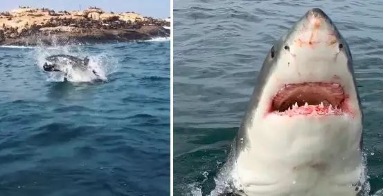 WATCH: Rare Sighting Of 'Natural Predation' As Great White Shark Gobbles Up Baby Seal