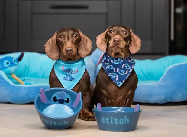 As well as a bed and dog toy, you can also grab bandanas and bowls (