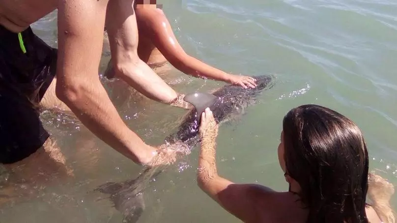 Baby Dolphin Dies After Beachgoers Pull It Out Of Sea For Photos 