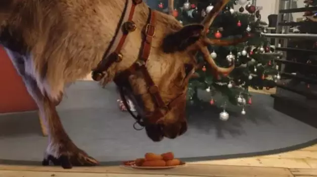 Parents Can Film Santa's Reindeer During Their Visit This Christmas With New McDonald's App