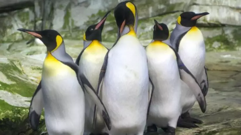 Two Gay Penguins Adopt An Abandoned Egg At Berlin Zoo