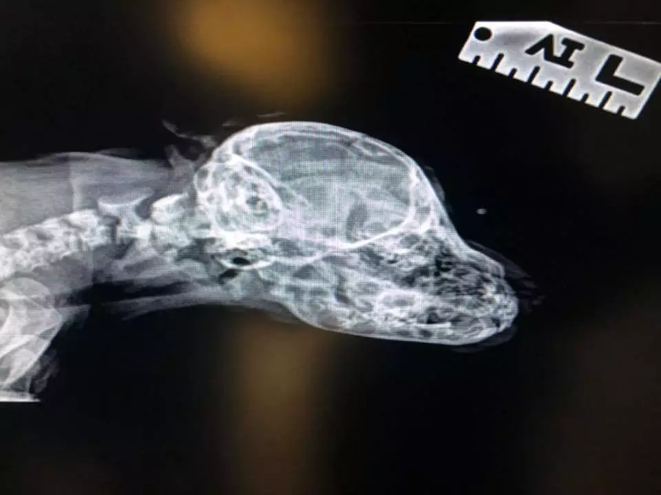 An X-Ray at the vets showed the tail has no use and is not attached to anything. (