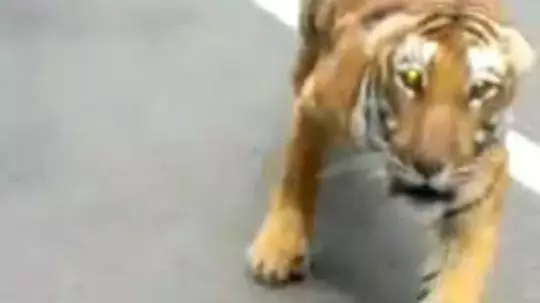 Motorcyclist Escapes Death After Being Chased Down By Huge Tiger