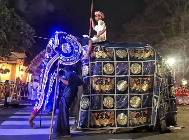 he elephants are dressed up and paraded down the streets during the festival.