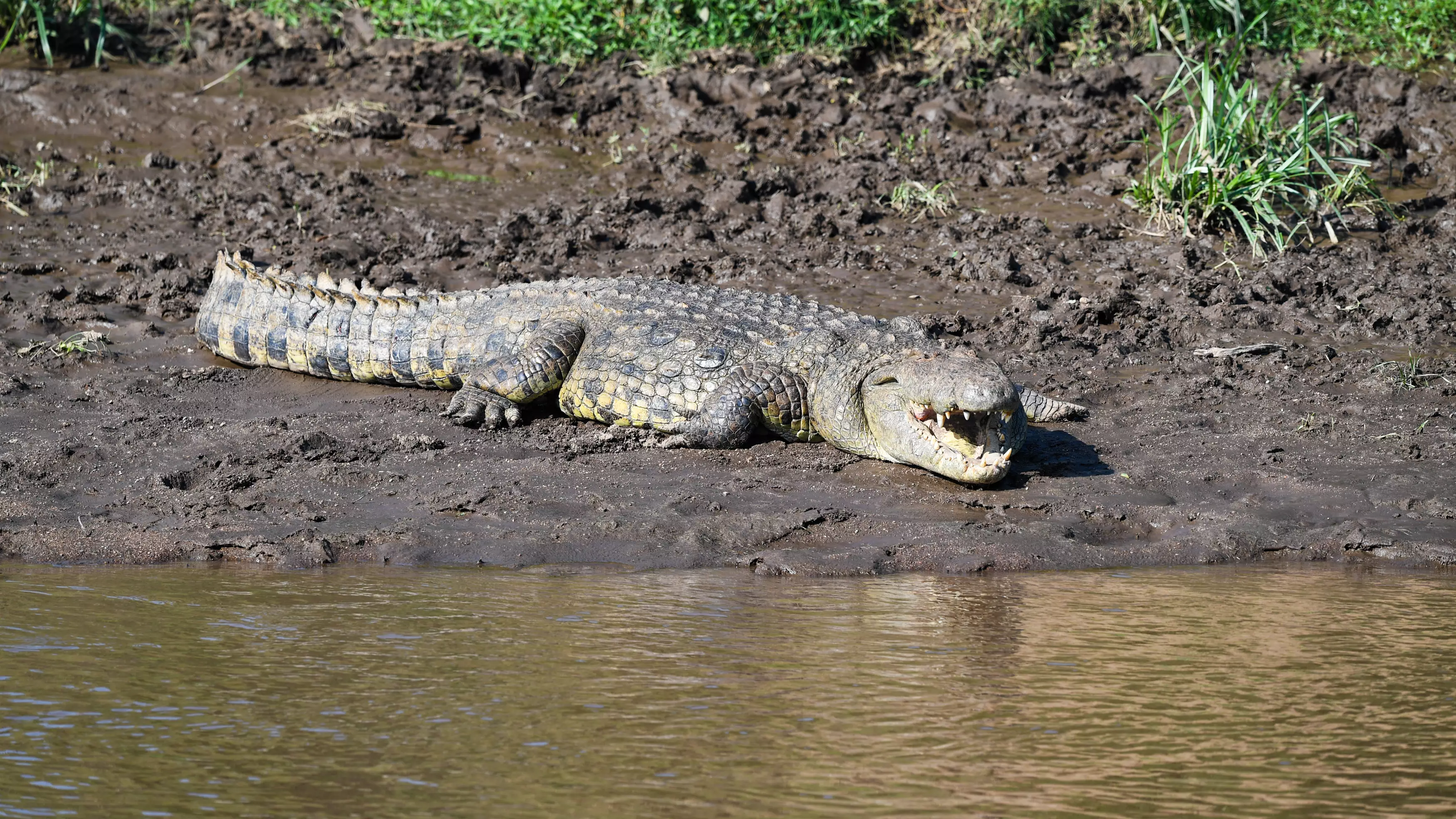 Boy, 10, Snatched From Boat And Killed By Crocodile In Philippines 