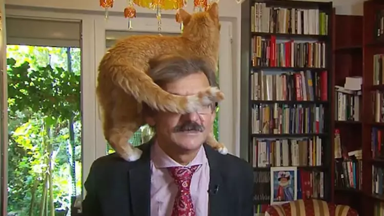 ​Cat Interrupts TV Interview With Polish Academic