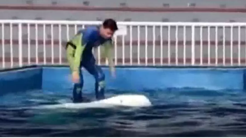 Animal Trainer Accused Of Animal Cruelty For Climbing On Beluga Whale