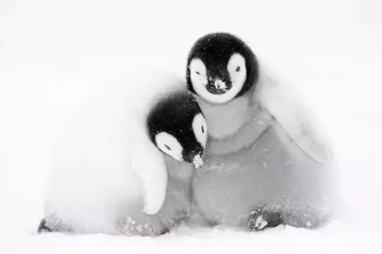 The penguin chick abandoned by its mother is almost certainly dead.