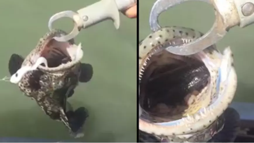 Australian Man Finds Deadly Surprise In Mouth Of Fish He Caught