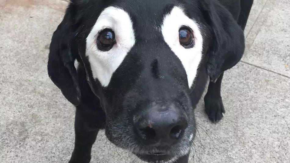 Dog With Unusual Markings Gets The Photoshop Treatment And It's Amazing