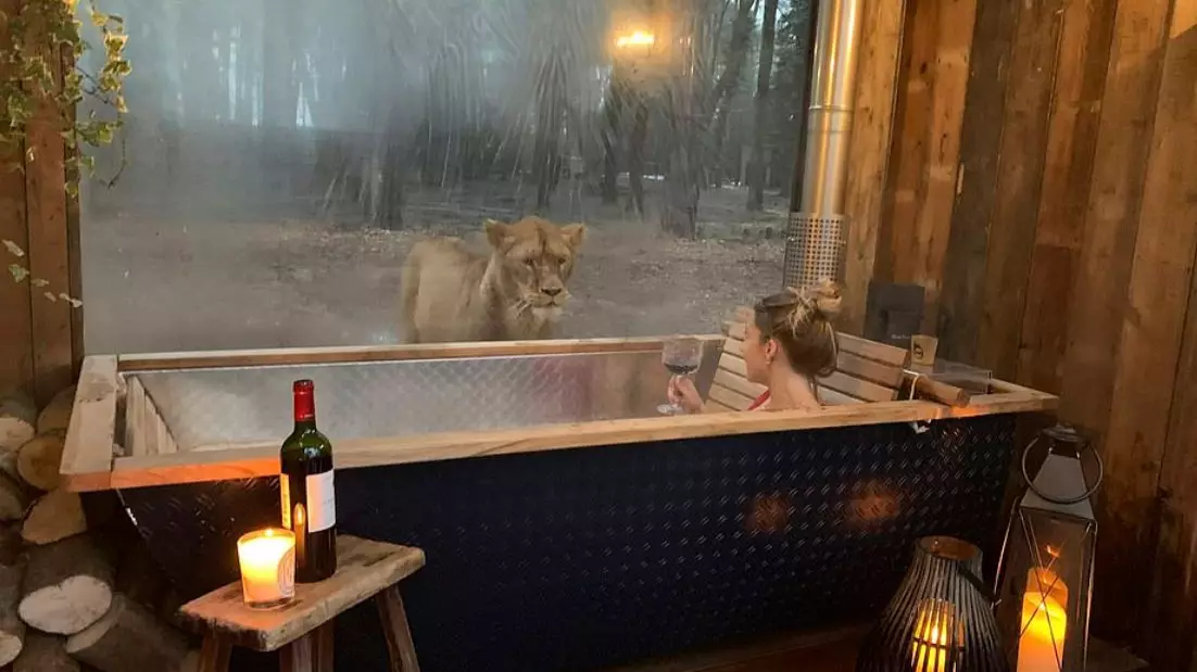 Hotel Offering Guests Opportunity To 'Sleep With Lions' 