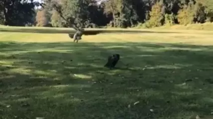 Hawk Swoops In To Snatch Puppy In The Park