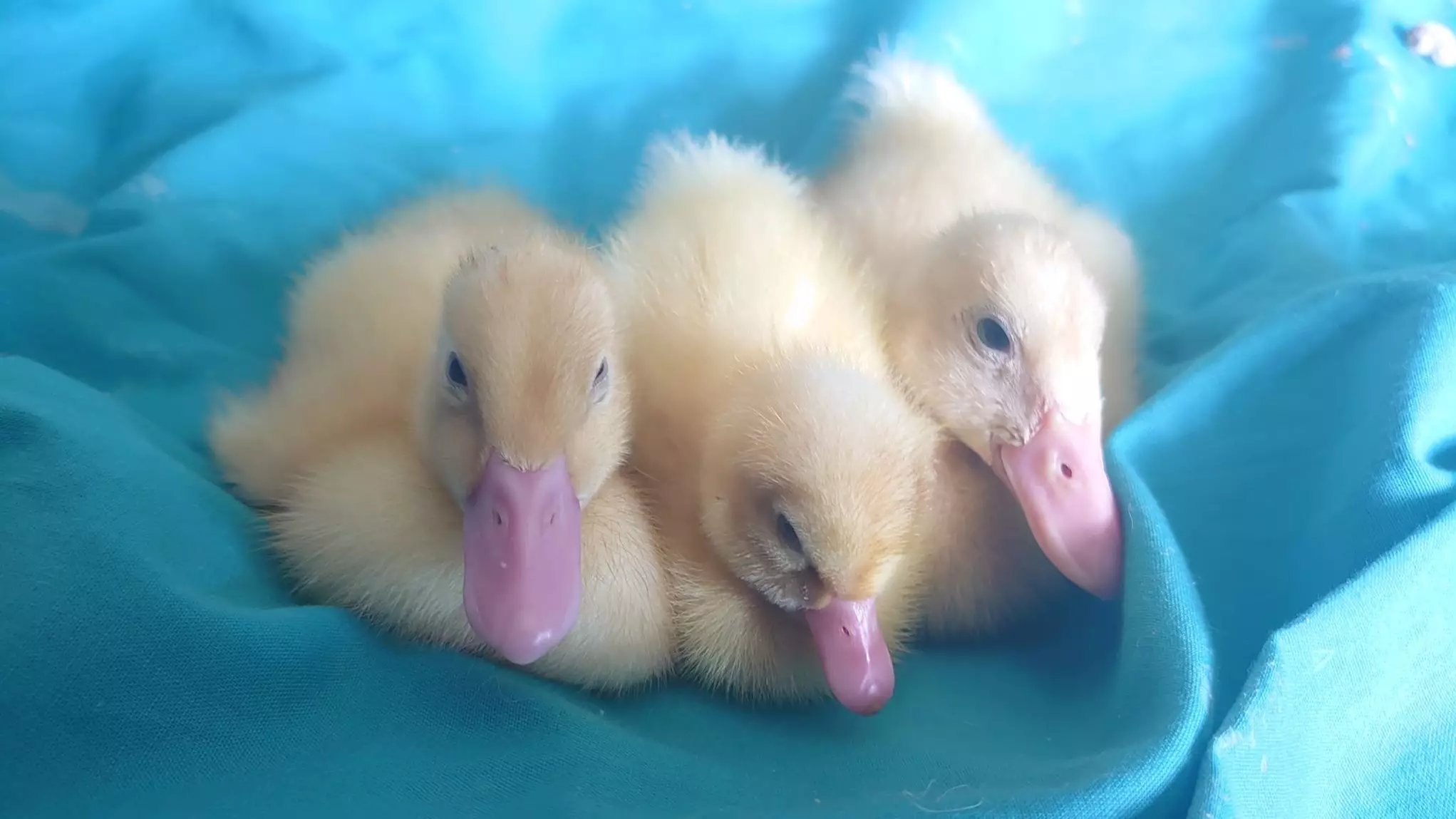 Woman Hatches Ducklings From A Pack Of Waitrose Eggs