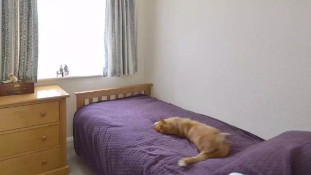 Man Looks Up Neighbour’s House And Finds His Own Cat Chilling On The Bed
