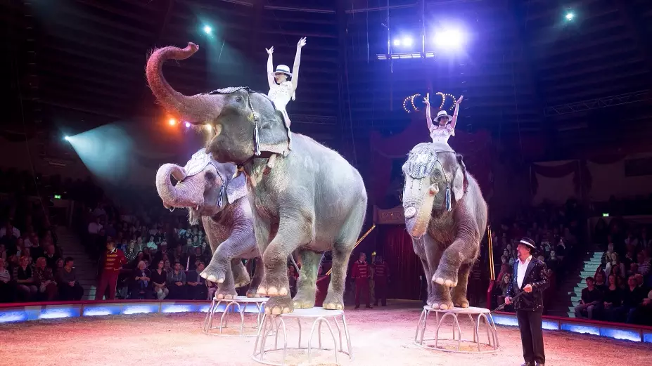 Irish Government Bans Use Of Wild Animals In Circuses 