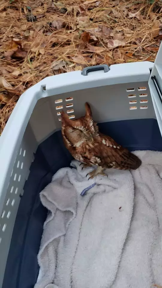 The owl was captured and released.