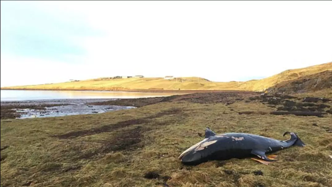 Orca Calf Found Dead After It Was Blown On Land By Storm