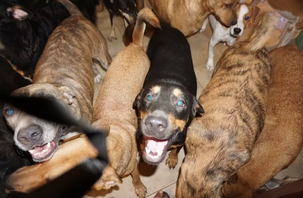 Chella Philips brought almost 100 dogs into her home.