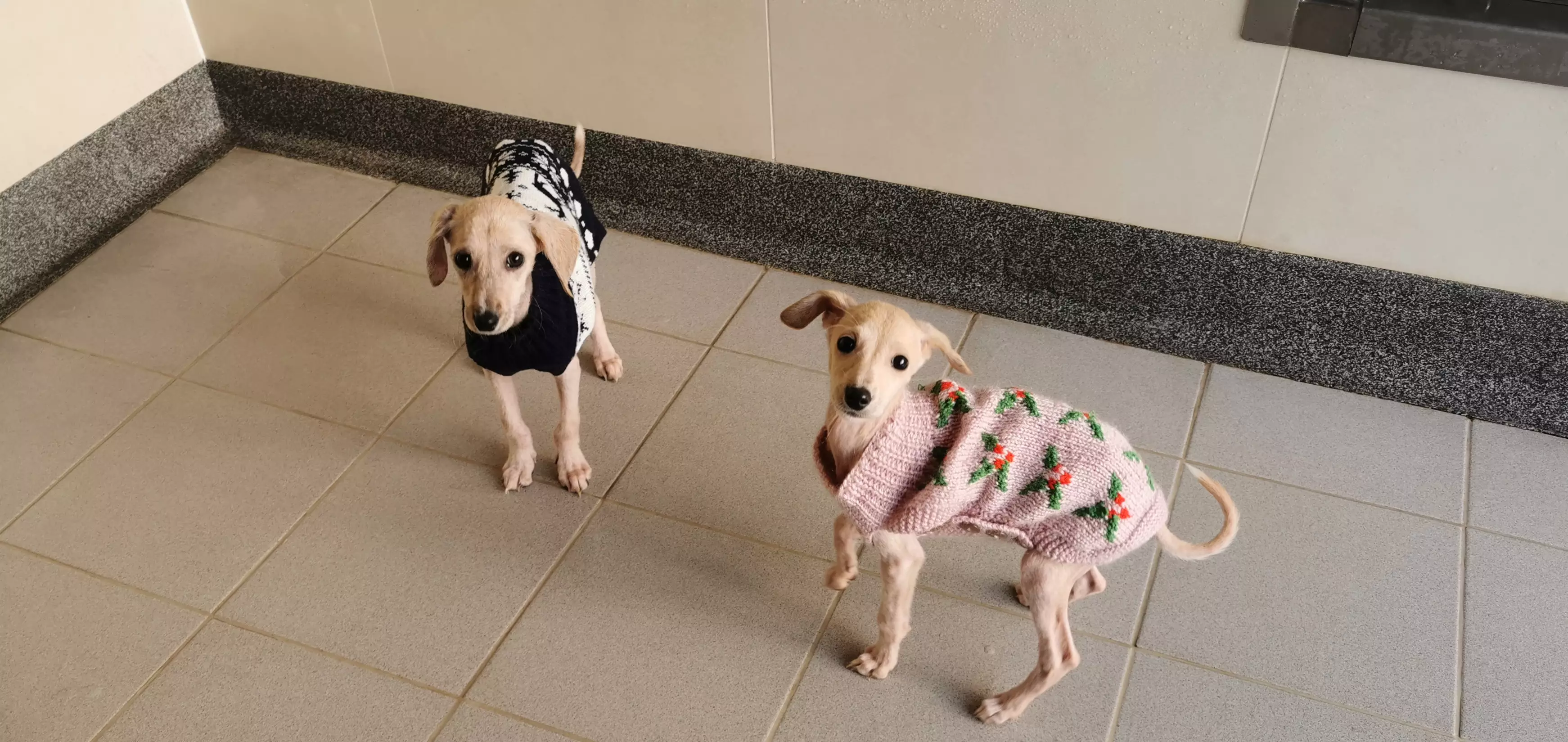 Holly and Ivy will need adopting in the new year (