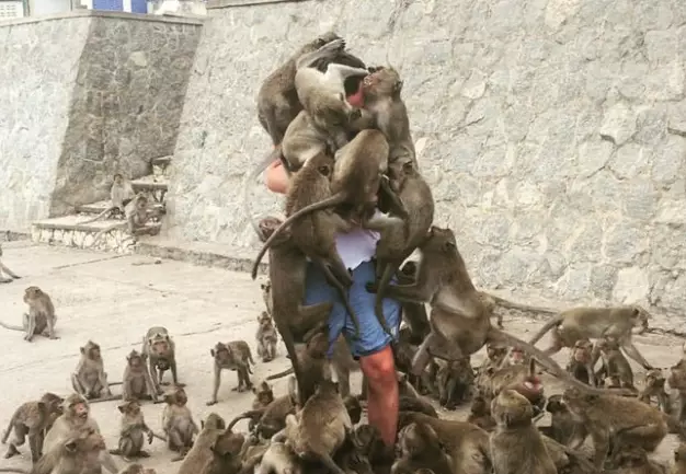 Man Mobbed While Feeding Monkeys Becomes Star Of Photoshop Battle