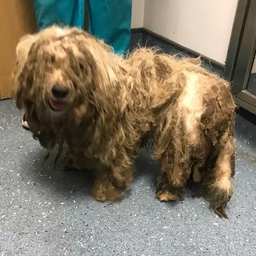 Frankie's coat was so matted, he could barely walk (
