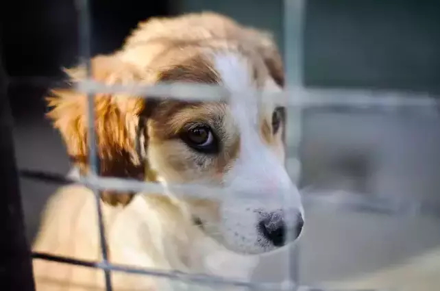 Suffering puppies is becoming all too common thanks to the illegal import trade (