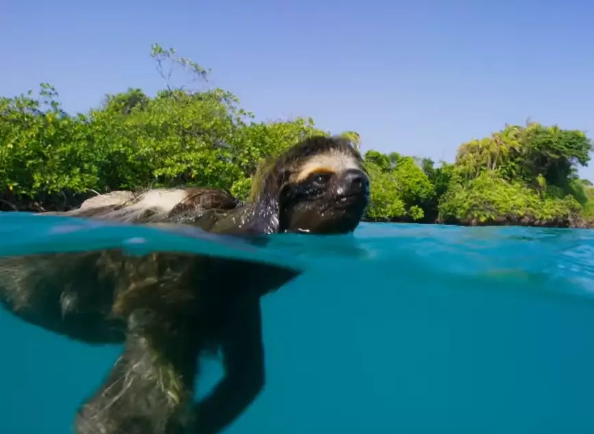 Everyone F*cking Loved The Return Of 'Planet Earth'