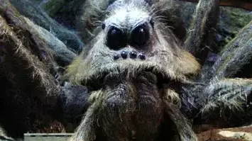 Man Finds Terrifying Spider In His Garden That Looks Just Like Aragog From Harry Potter