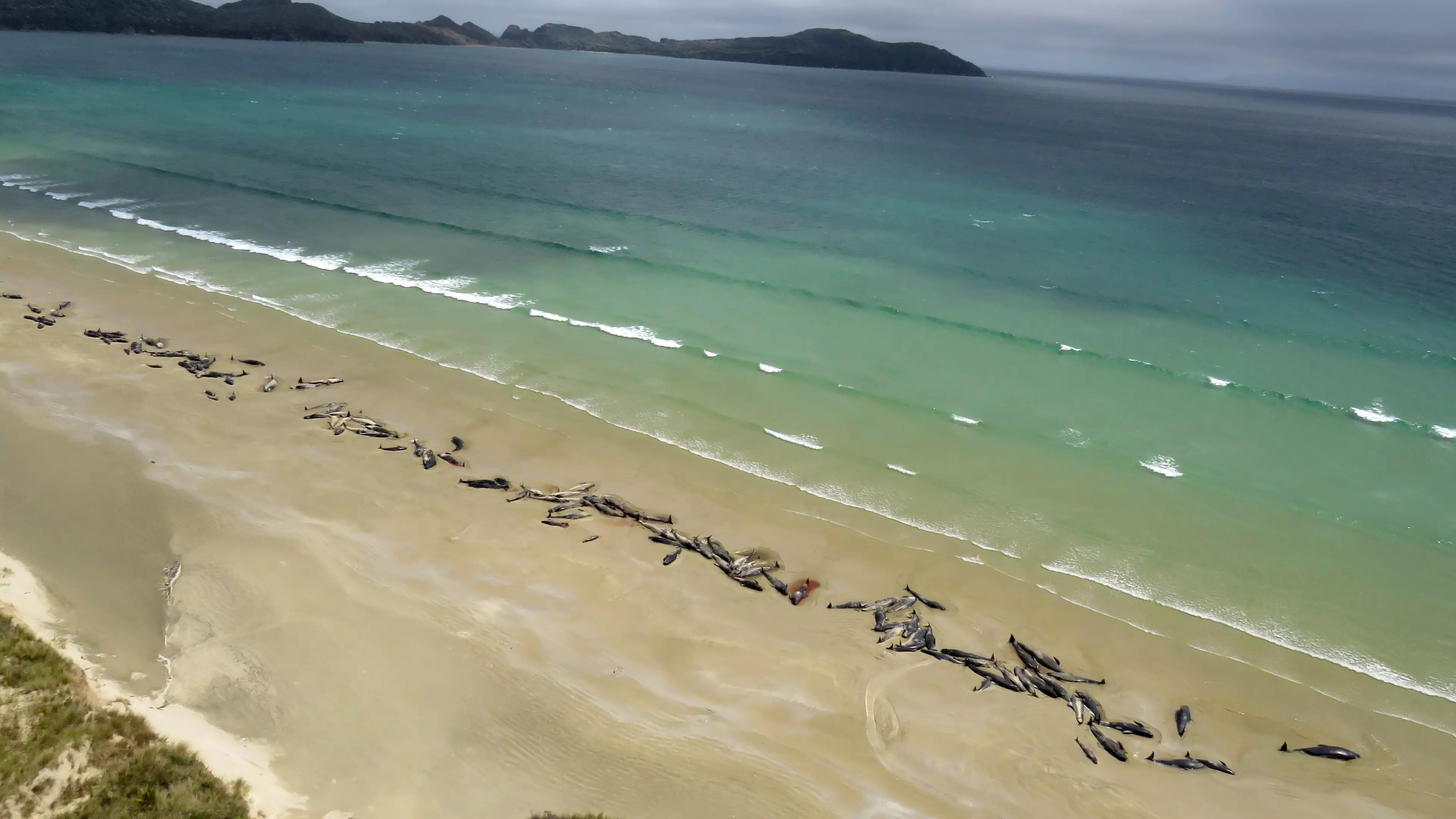 145 Whales Die After Beaching On Remote Beach In New Zealand