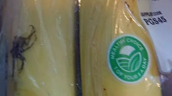 Tesco Shopper Terrified After Packet Of Bananas Contains 'Deadly Spider' 