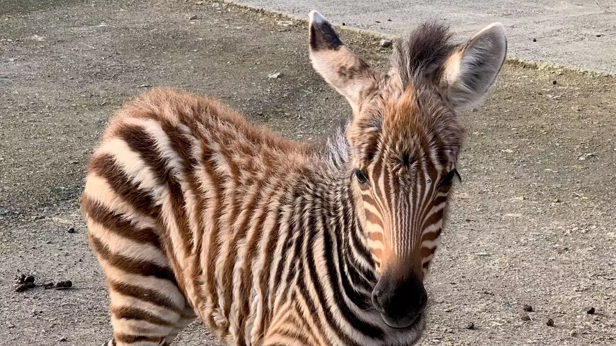 Baby Zebra Dies After Being Spooked By Fireworks On Bonfire Night