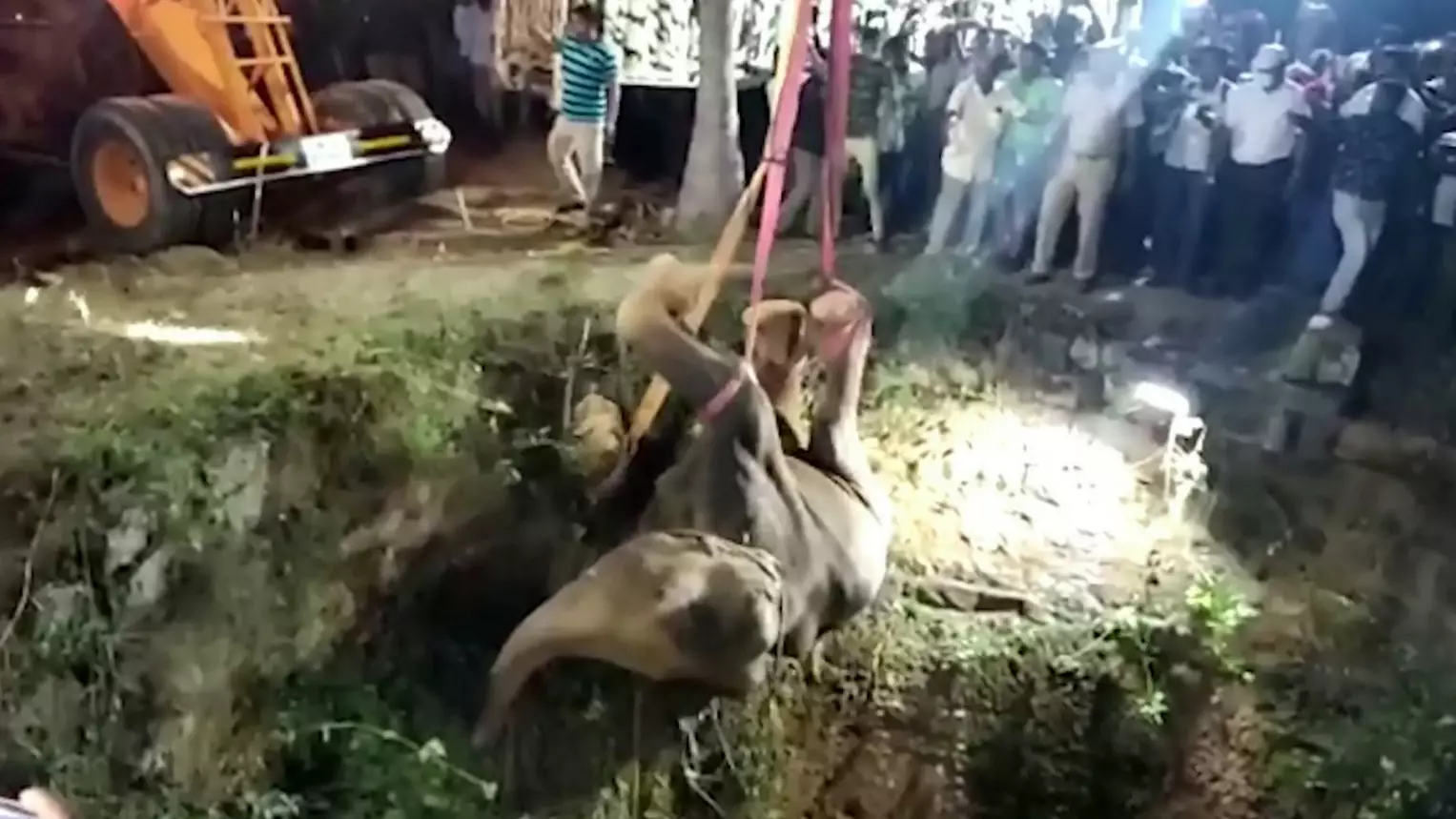 Elephant Pulled To Safety By Crane After Falling Down Well In India
