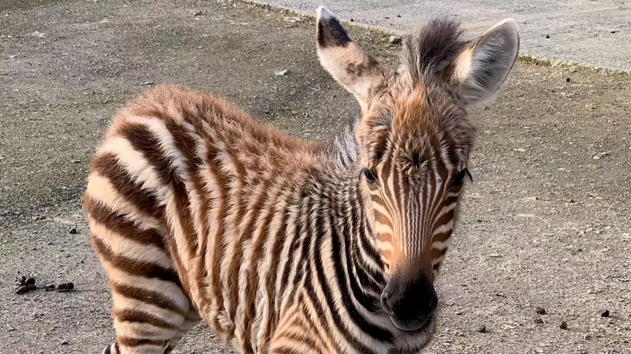 Baby Zebra Dies After Being 'Spooked' By Firework