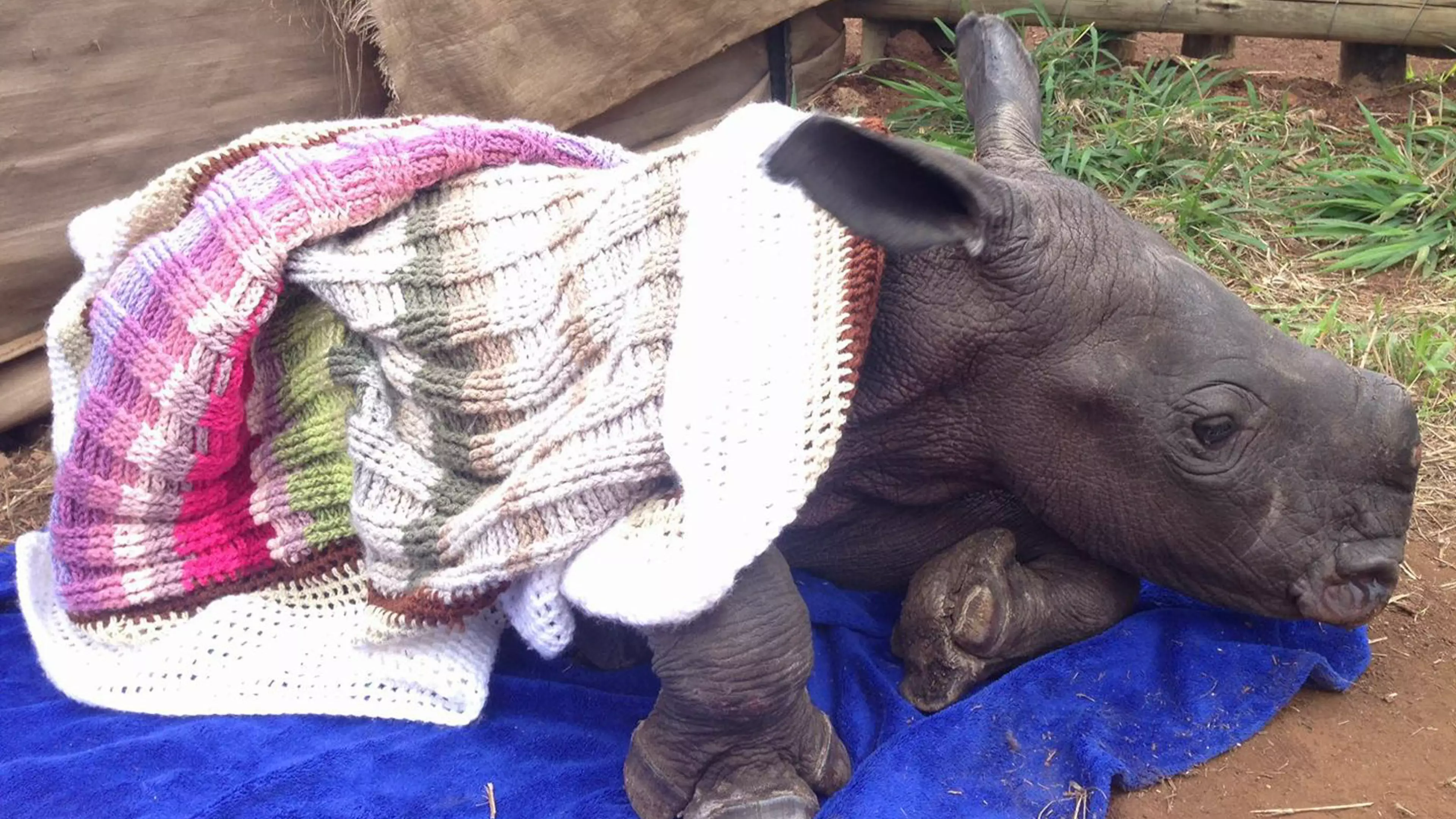 Company Creates Colourful Blankets For Orphaned Rhinos