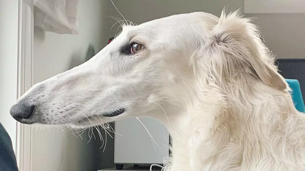 Dog With Whopping 12in Snout Becomes Internet Sensation 
