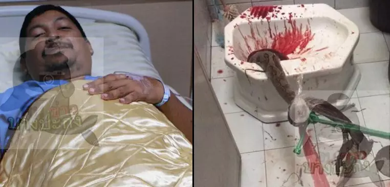 Python Crawls Up Toilet And Bites Man's Penis While He's Having A Poo