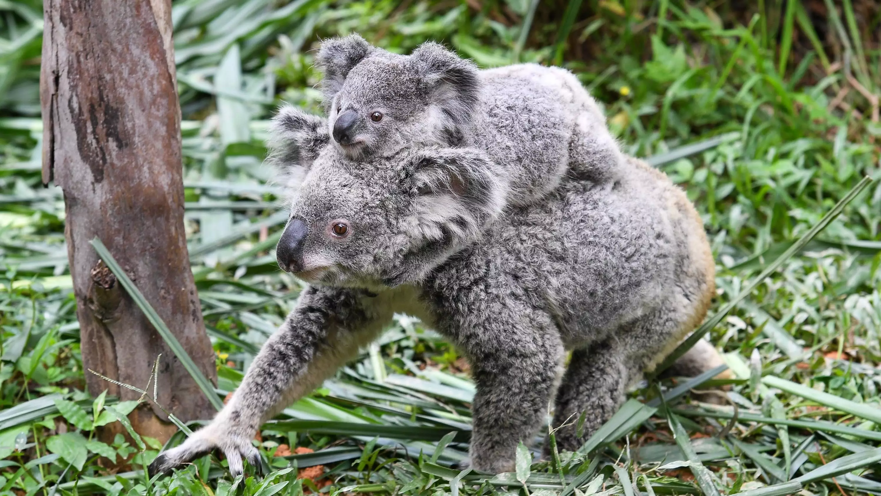 Researchers Have Found A Group Of Koalas That Could Save The Species