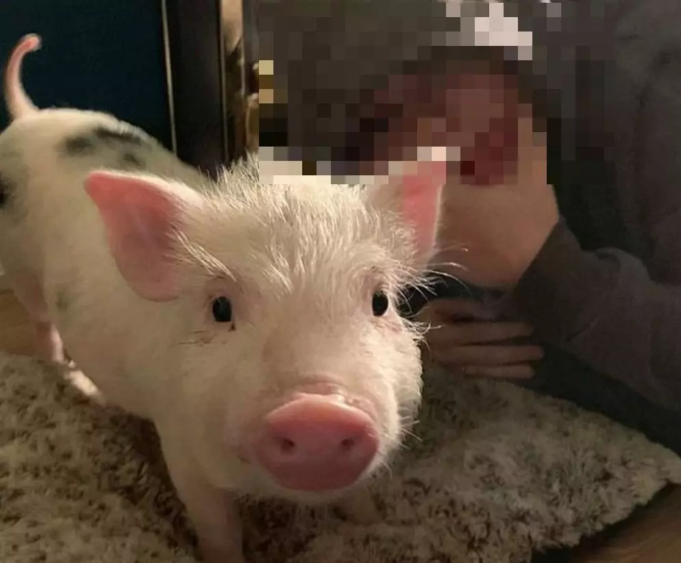The family fear that 15-week-old Arlo will be sent to the slaughterhouse.