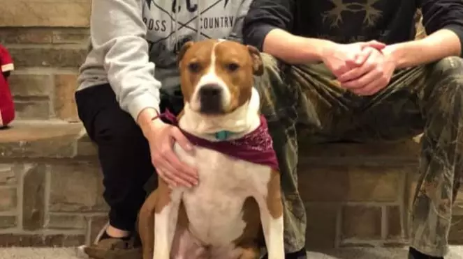 Stolen Dog Found 2,000 Miles Away From Home, Returned By 30 Strangers 