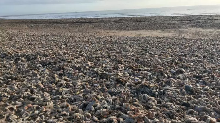 Cold Weather Sees Thousands Of Dead Starfish Wash Up On UK Coast