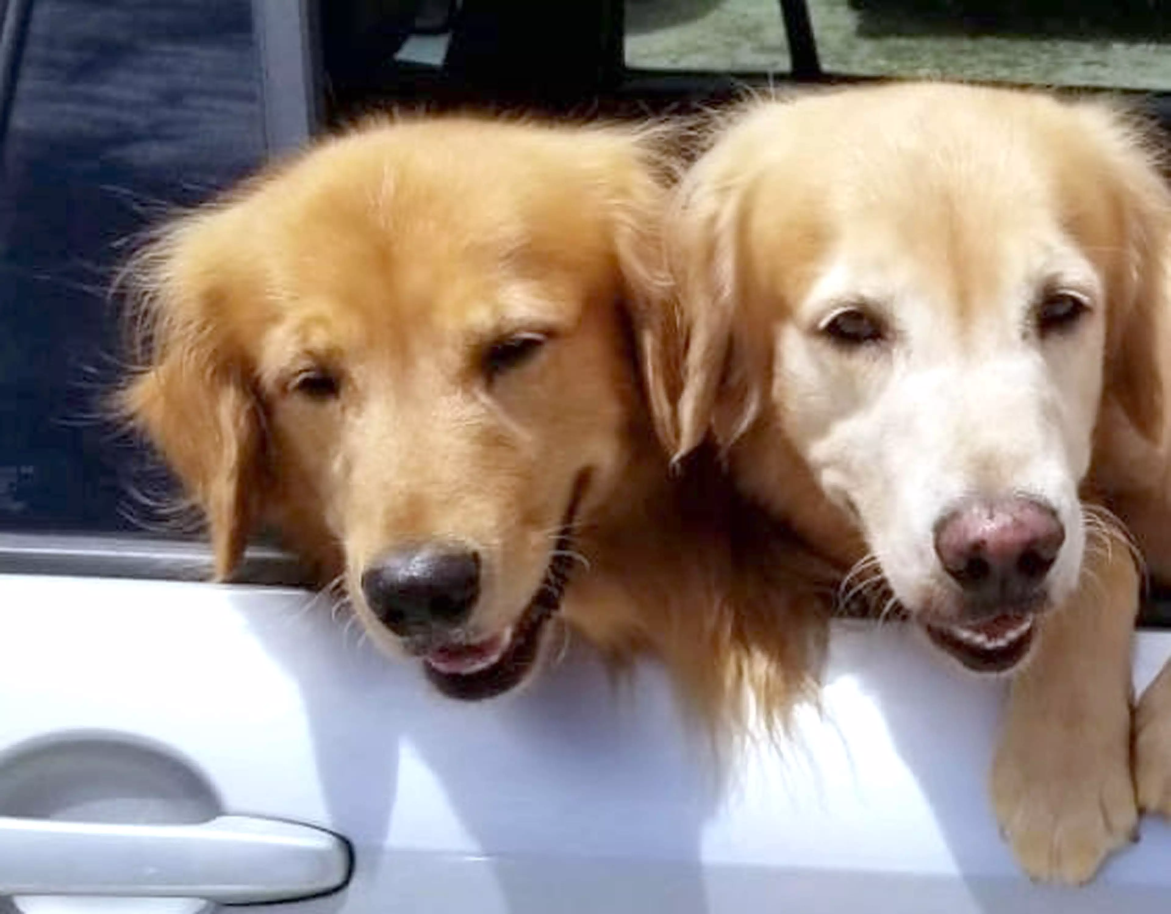 Finn and Nemo are the pair of randy golden retrievers who hilariously ruined a family portrait by getting it on in front of the camera.