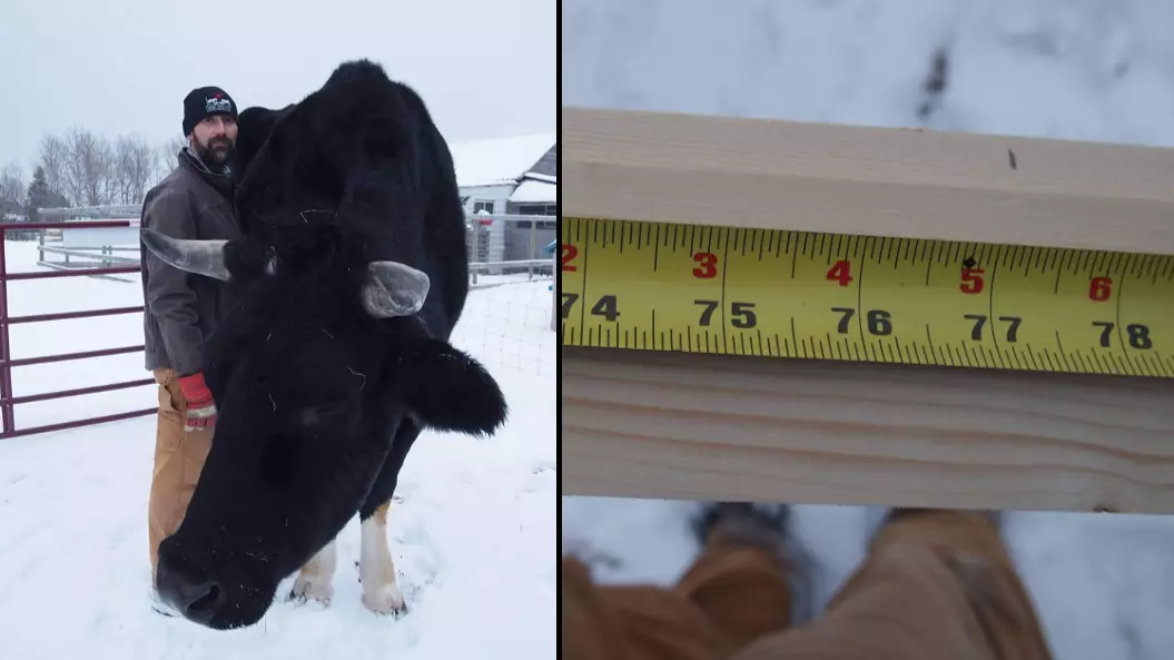 Canadian Guys Says His Cow Is Even Bigger Than Knickers 