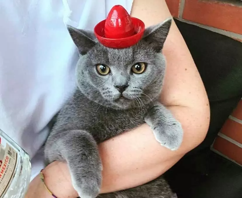 The hat can also be used for cute pet pics (